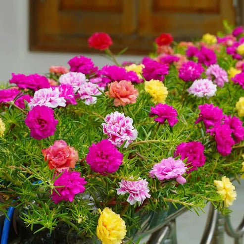 Moss Rose Seeds (Mix)